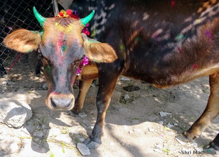 vache-pongal-768x552.jpg